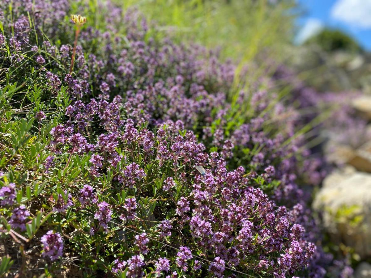 Gite En Haute Provence Montfroc 外观 照片